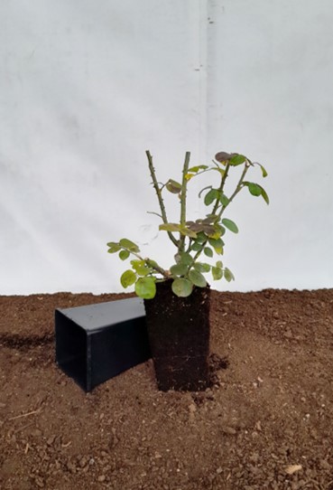 Los rosales en macetas tienen raíces con las que puedes estár seguro del buen crecimiento y desarrollo de la planta.